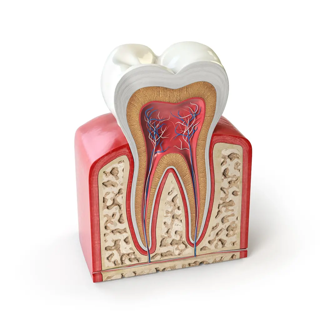 Endodonti (Kanal Tedavisi), endodonti, kanal tedavisi,